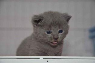 蓝猫国产防屏蔽视频,揭秘网络内容安全新篇章